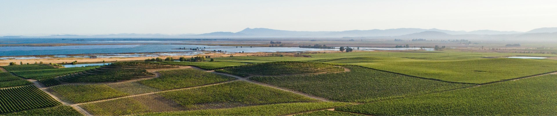 Vineyard with River in Background